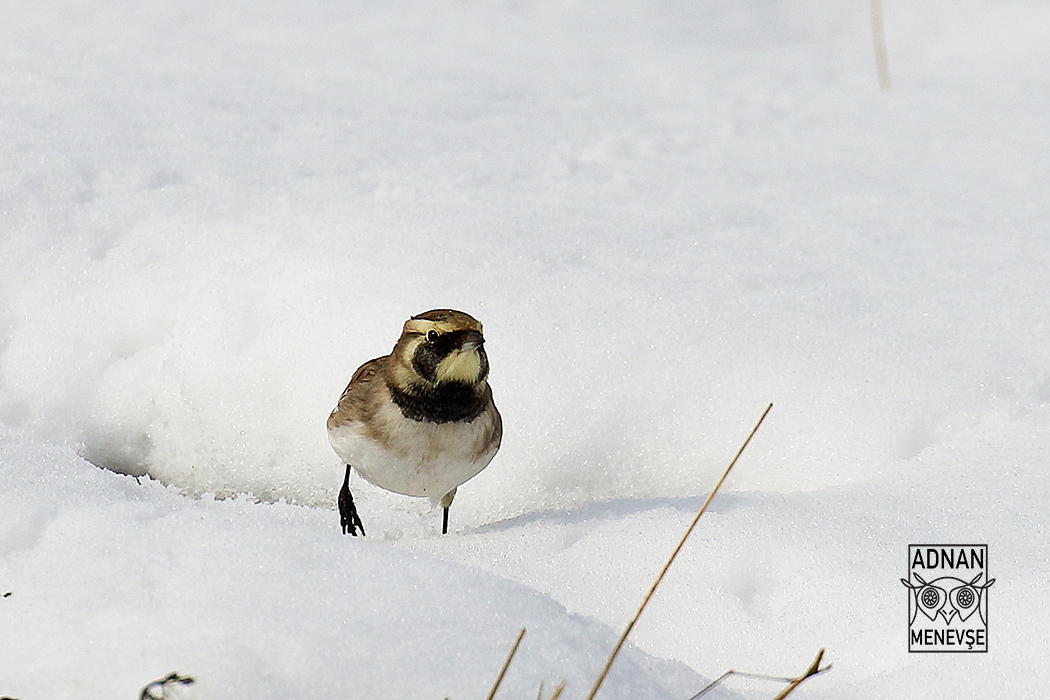 Horned Lark